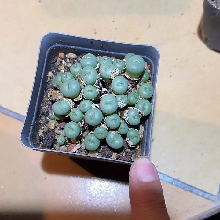 无花朵实生肉锥一物一拍