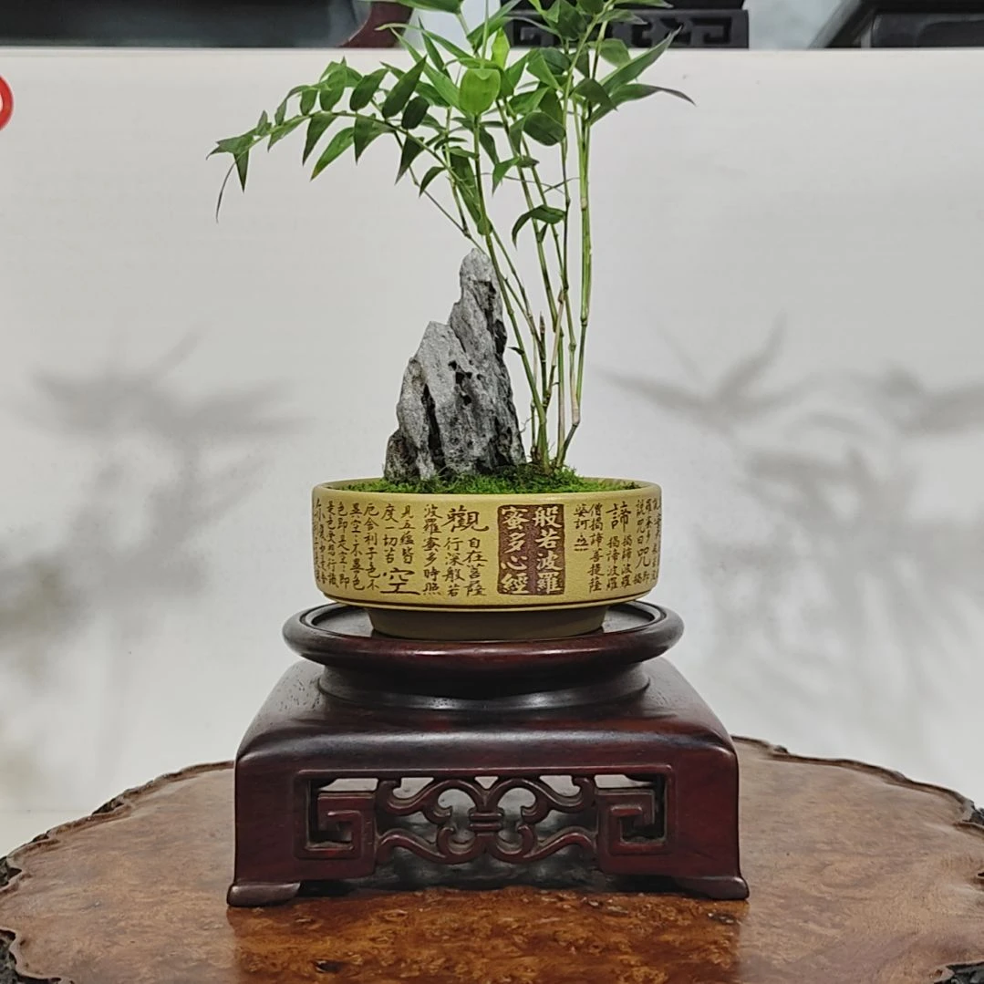 无花朵盆景，凤尾竹，英石，，，