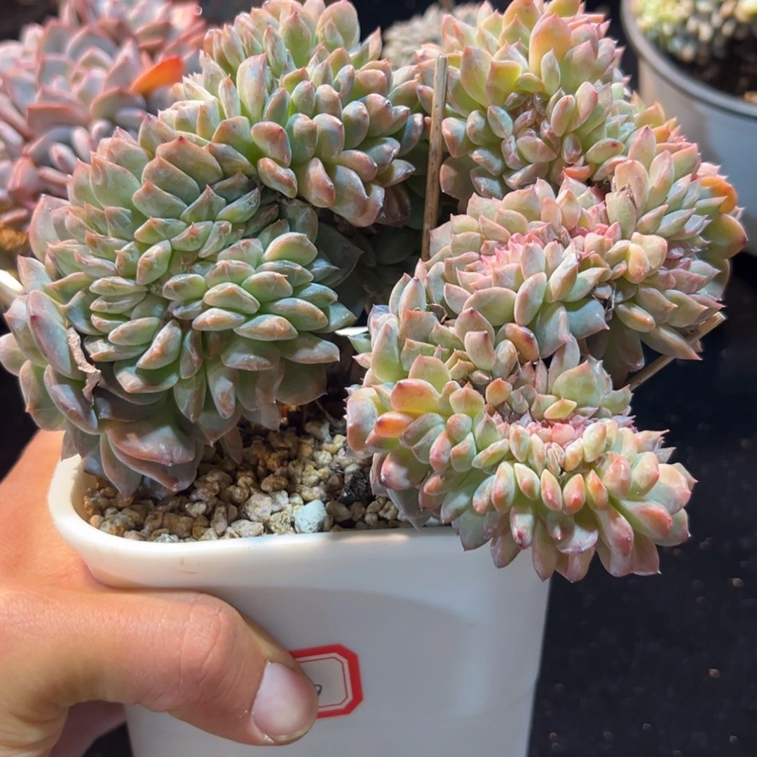 新年快乐 新年快乐