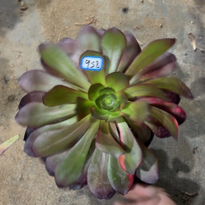 巫毒958一物一拍多肉