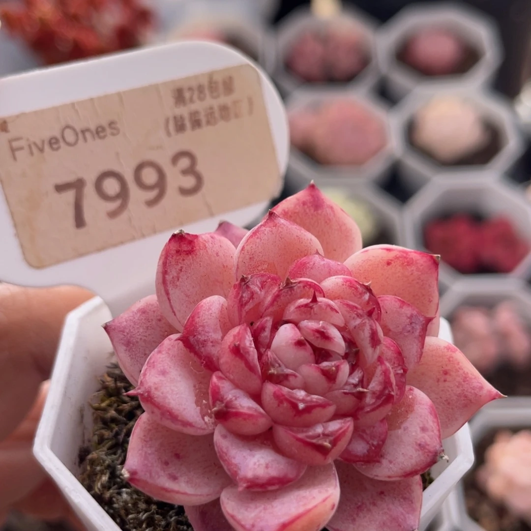 天鹅绒7993-4.0厘米