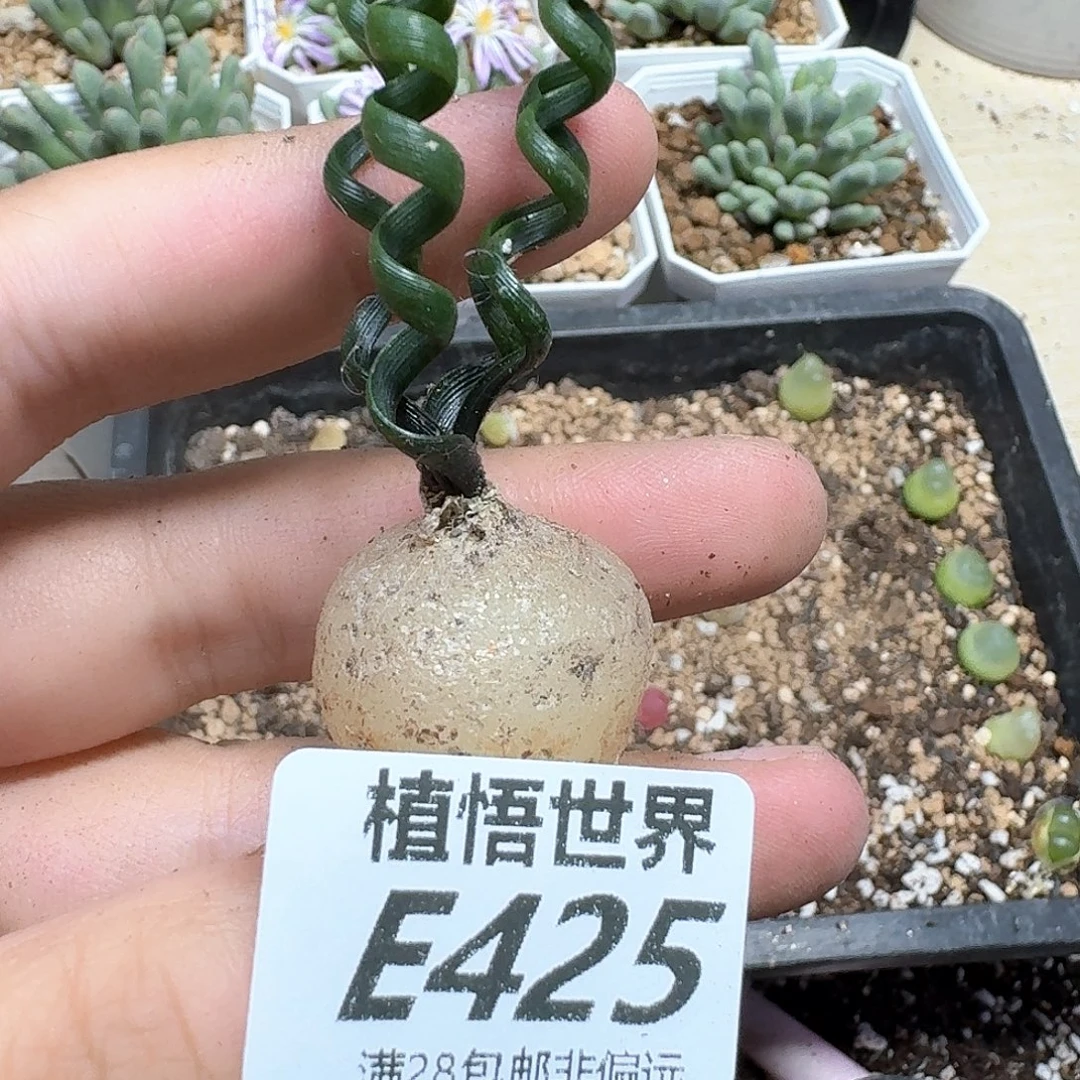 多肉植物的人生fgg