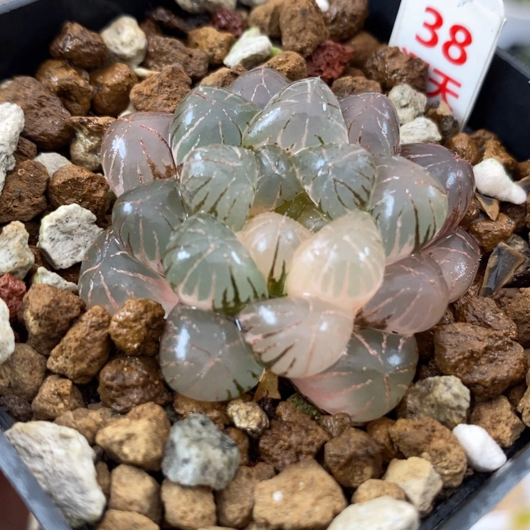 38姬玉露锦一物一拍