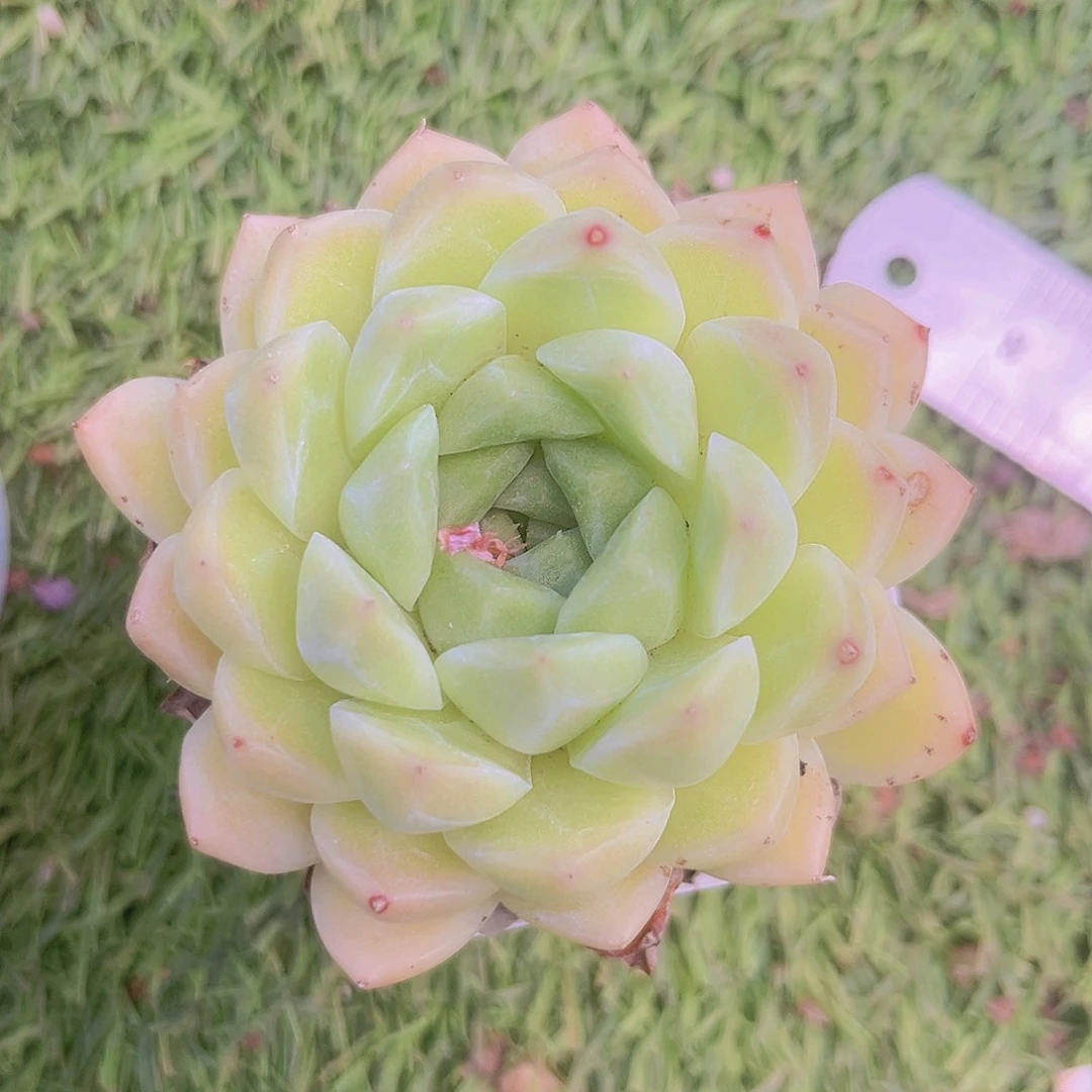 麦秆888888888888888888