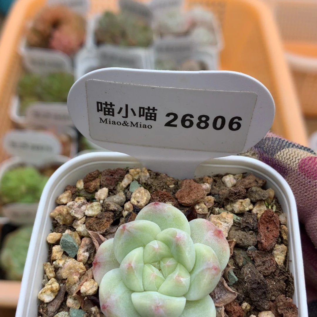 多肉植物糖心珍妮