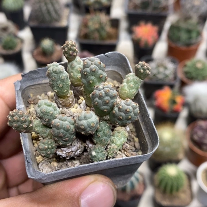 足球团扇特价福利