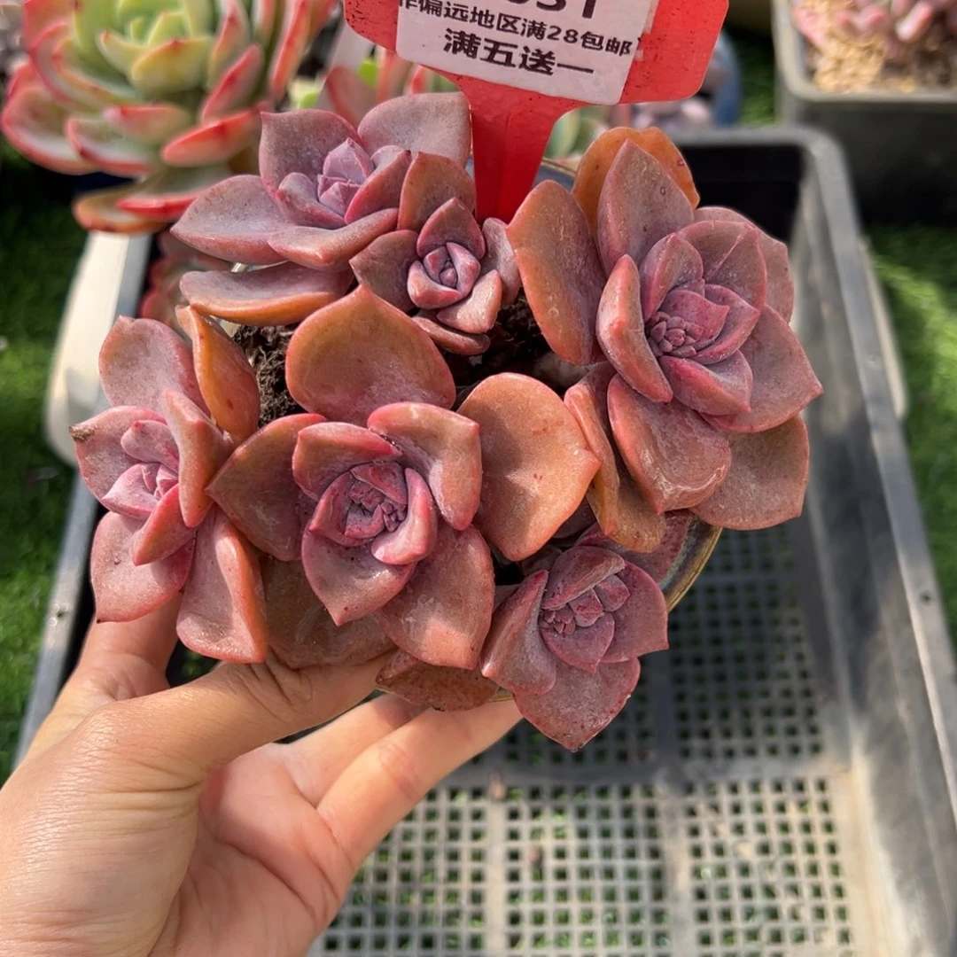 表妹精品多肉植物1031.