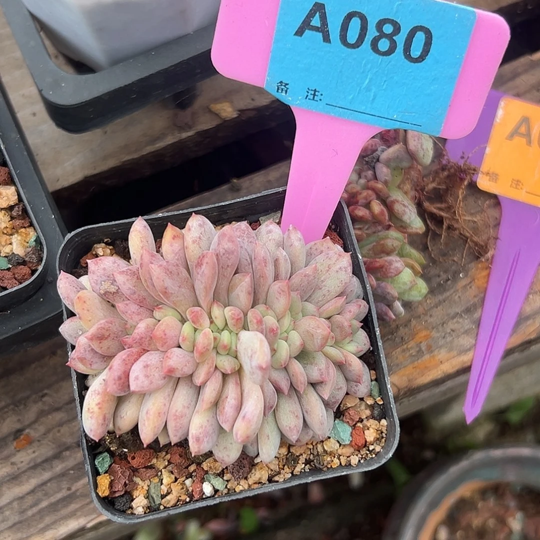 小***7多肉植物一物一拍