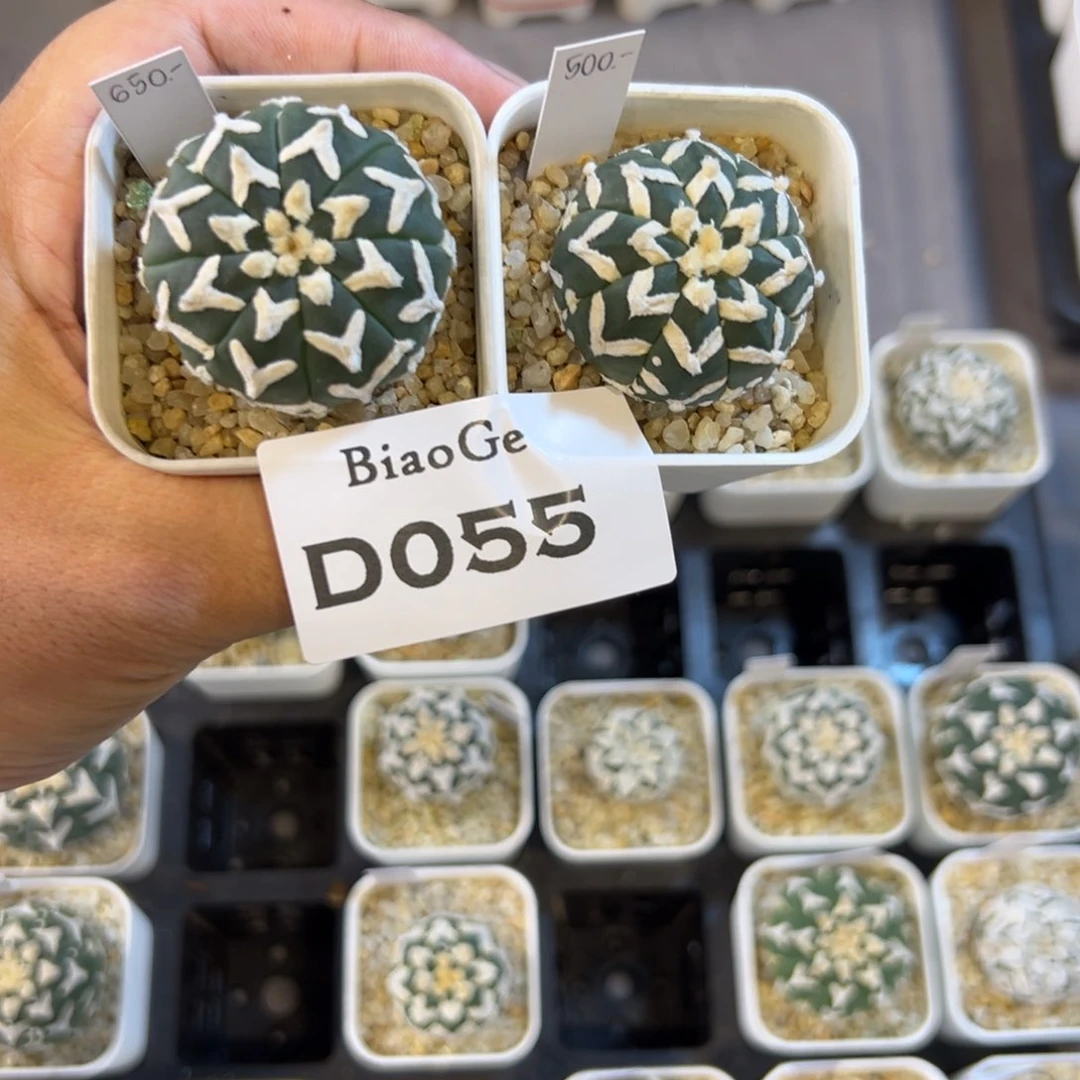 M****1D055号两颗兜仙人球多肉植物