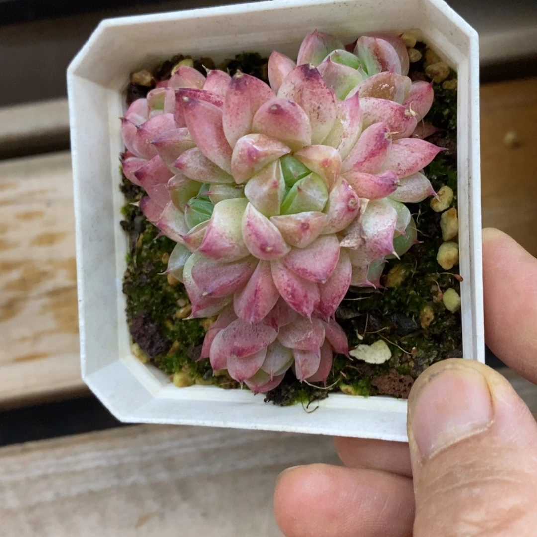 精品多肉一物一拍不包整292