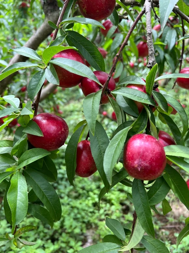 现摘油桃净重5斤