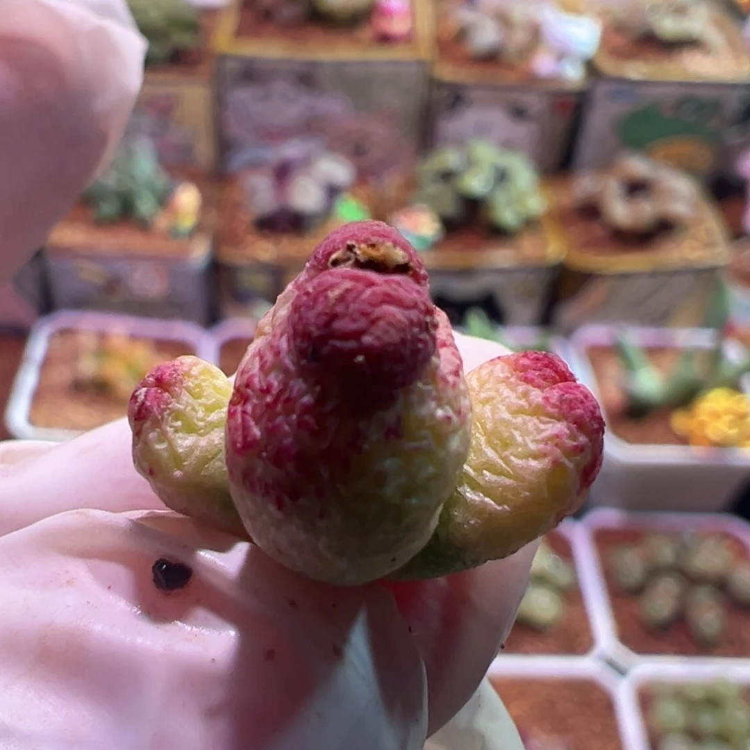 E*0413，火龙果斑马，肉锥植物