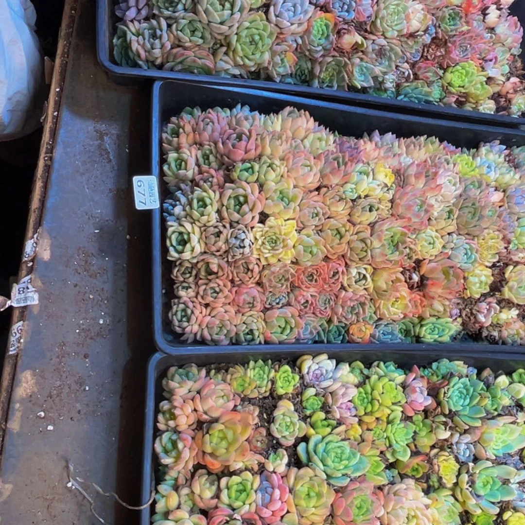 云***儿677多肉植物和植物的