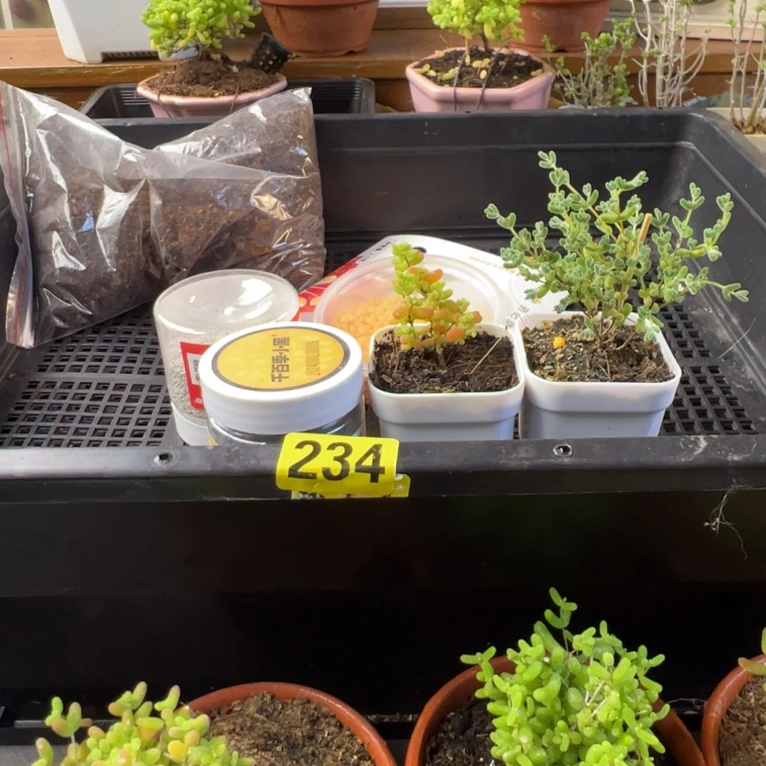 枝干番杏多肉植物234