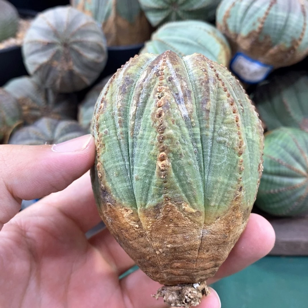 原产地布纹球多肉植物