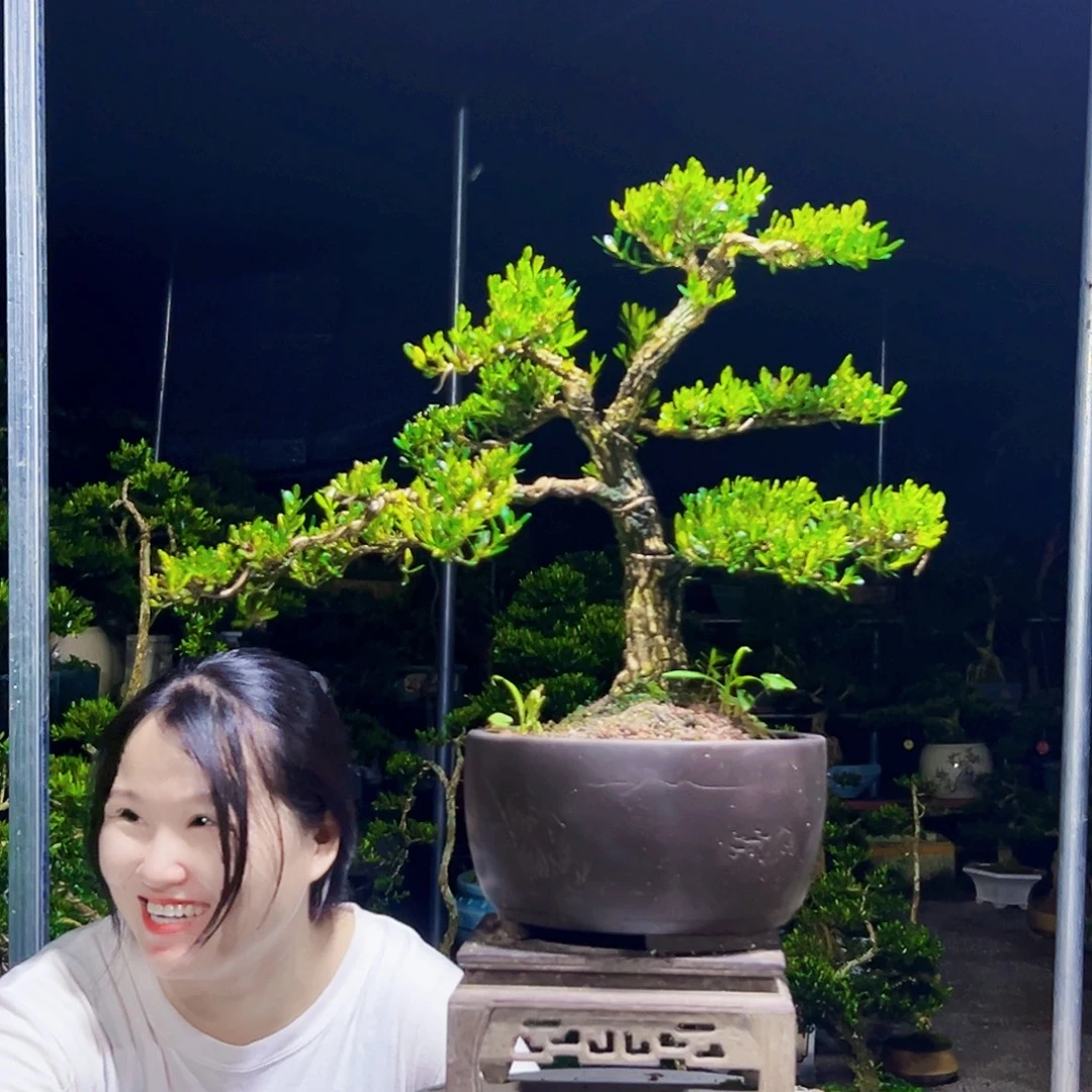茶***禅无花朵黄杨木