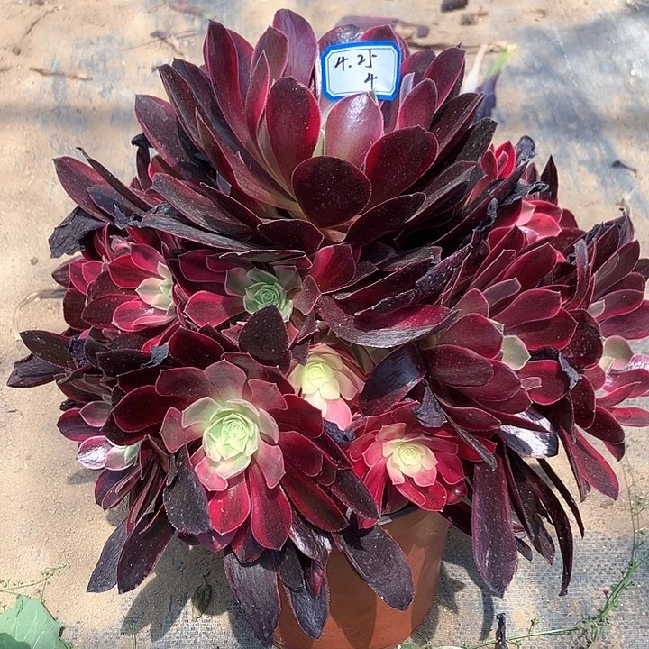 金丝缺多肉植物4