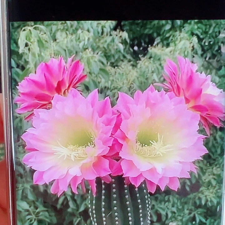 毛花柱河岸侧芽拍一发二