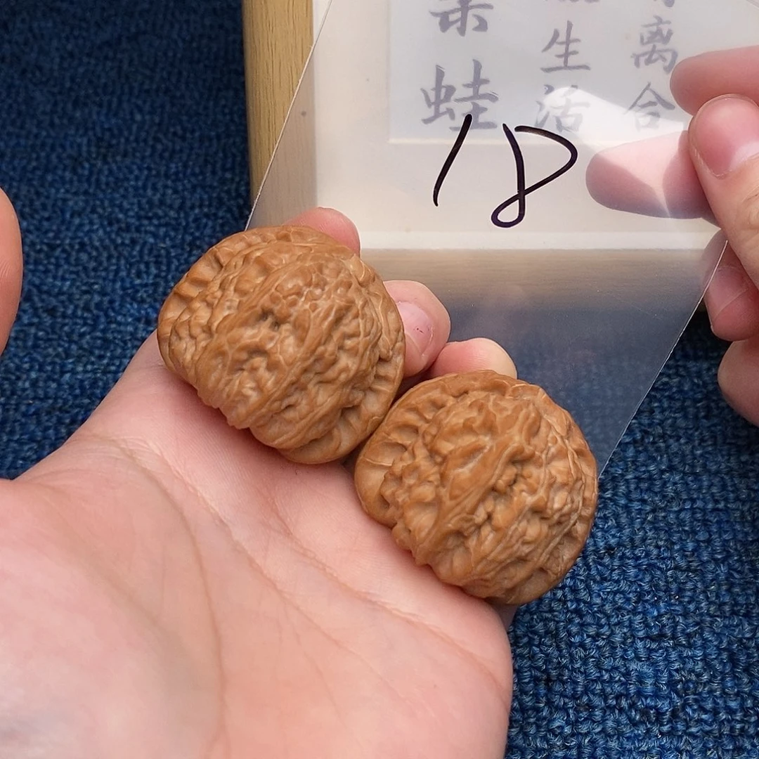 文玩核桃把件白狮子42尺全品，