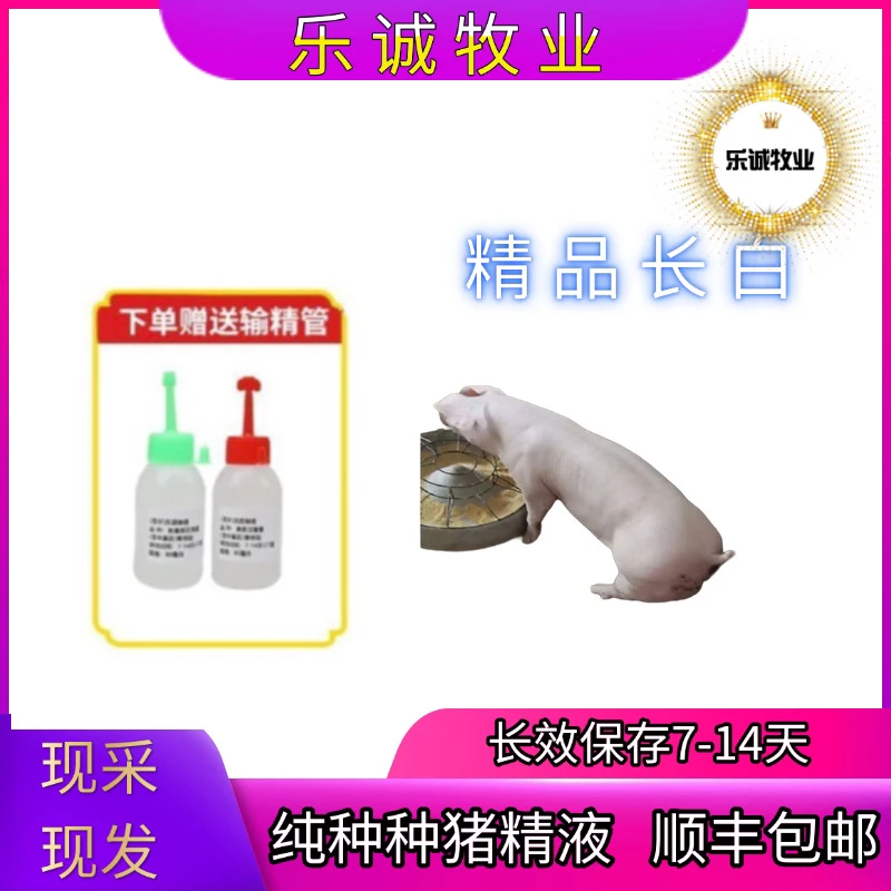 长白种母猪种公猪精一件包邮包对版生态养殖发情母猪专用