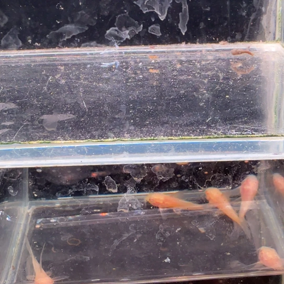 孔雀鱼黄金蕾丝玻璃猫1对