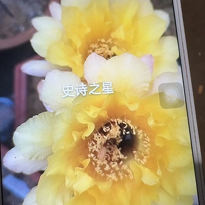 史诗之星根高10公分毛花柱
