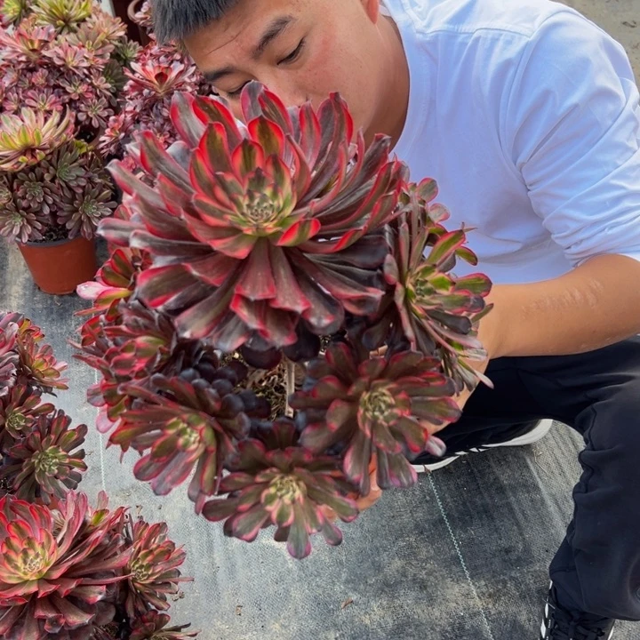 23.8红金刚一棵包邮