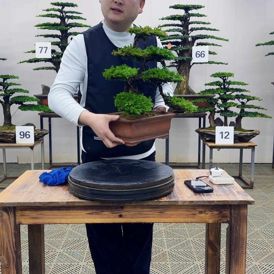 盆景柏树造型盆景