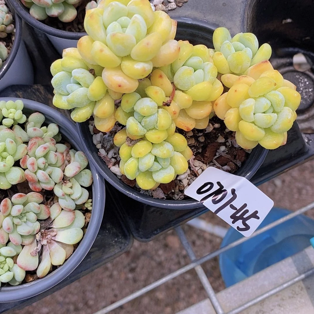 0707-45-一物一拍果冻罗琦一颗