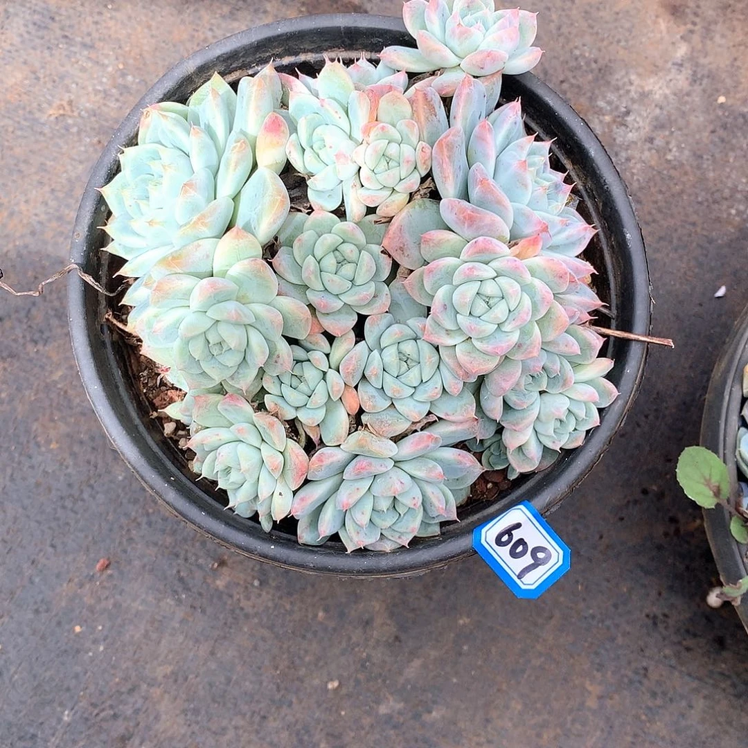 609阿尔巴 一物一拍多肉