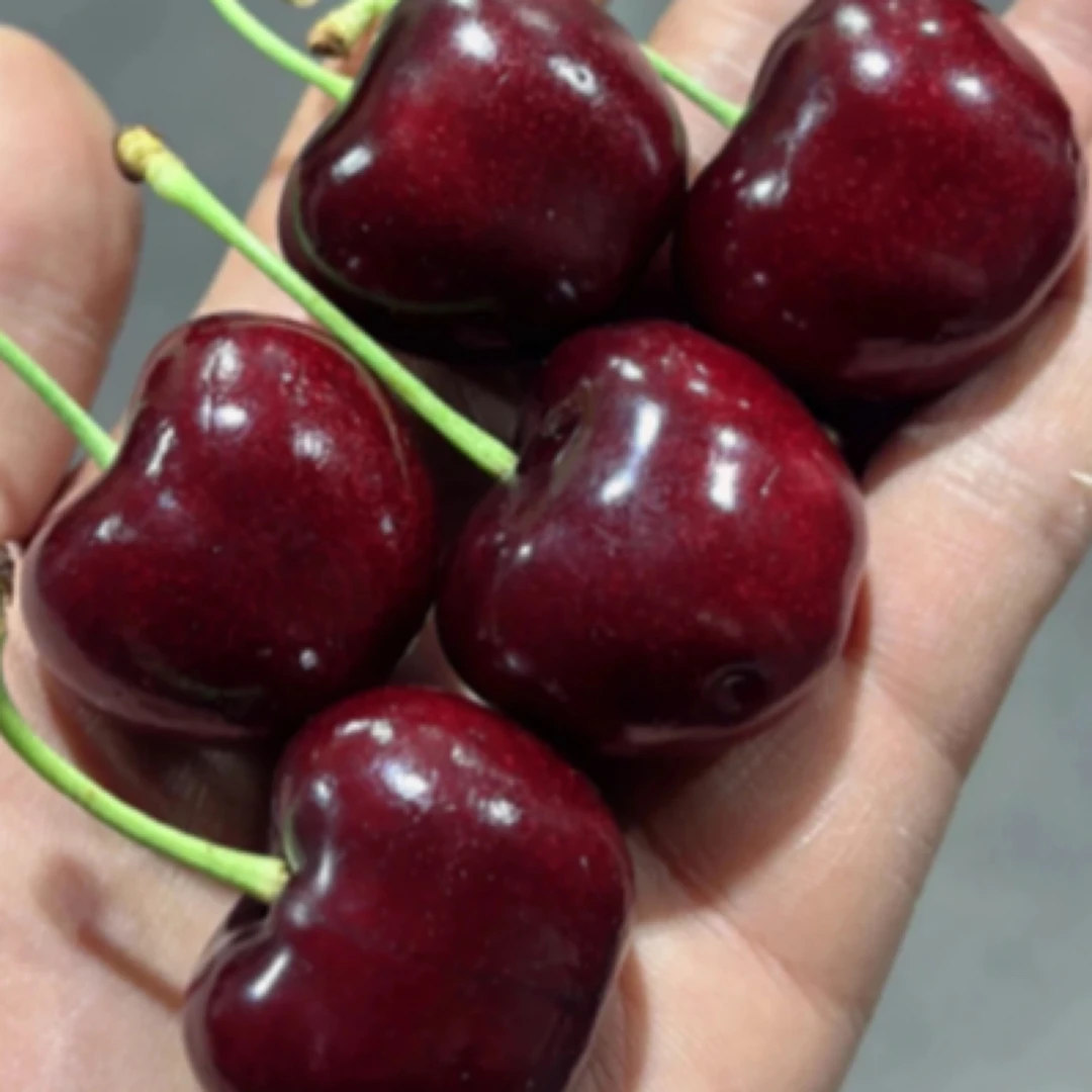 100元5斤 单J车厘子 拉宾斯 甜脆 特价 个别带坑无售后