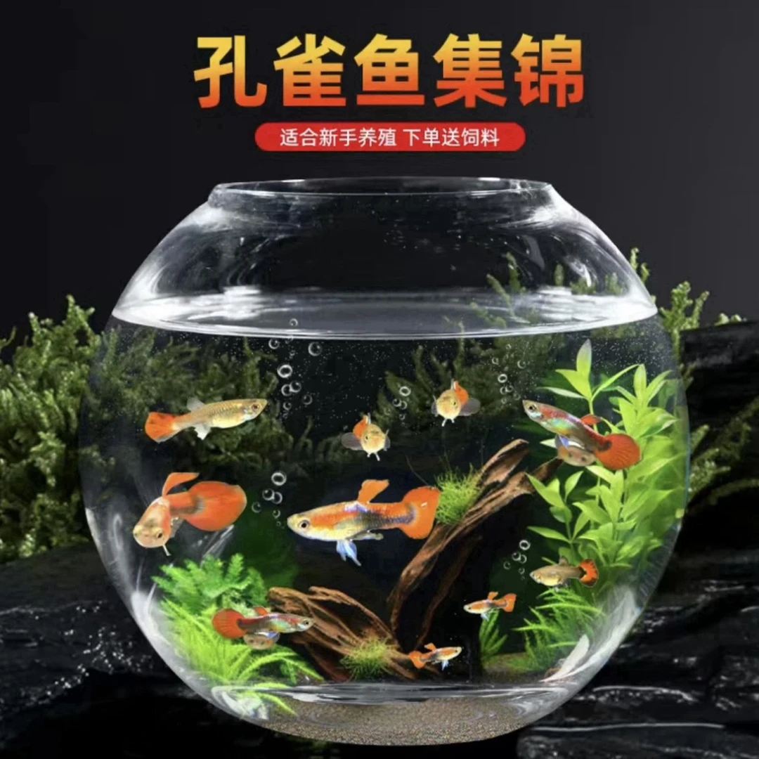 (孔雀+米奇+斑马组合)小型热带观赏鱼好养耐活适合新手淡水鱼