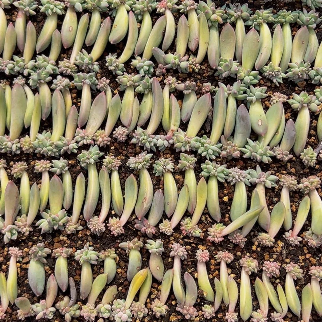 10颗美人系列多肉植物