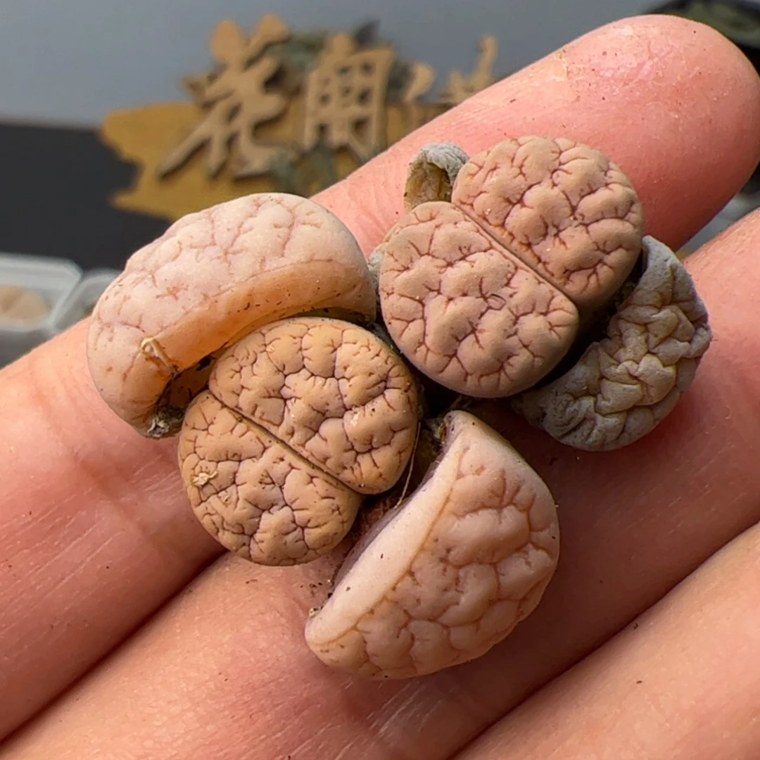 【闪购商品】0000000016