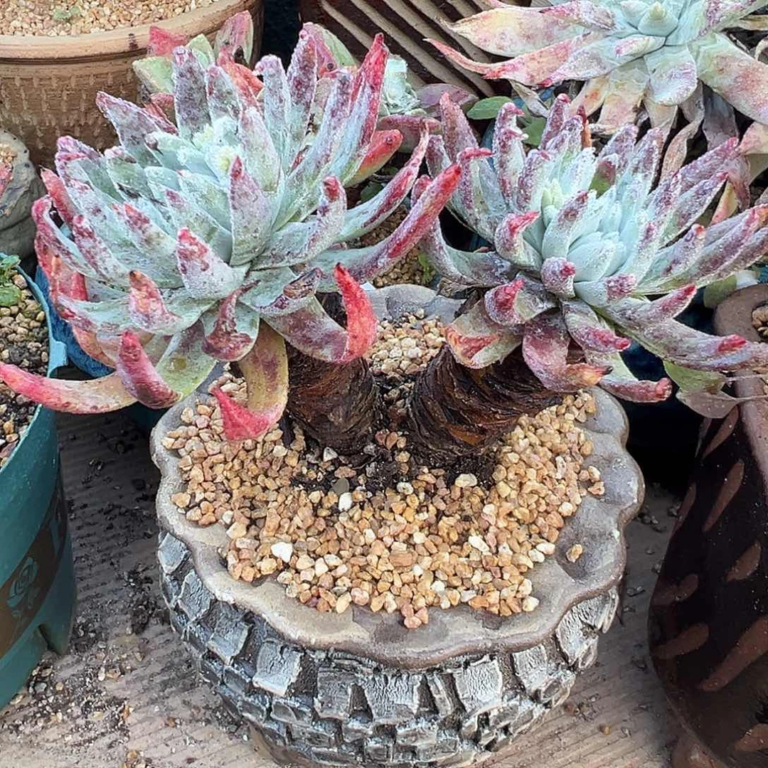 7646艾瑞斯仙女杯多肉