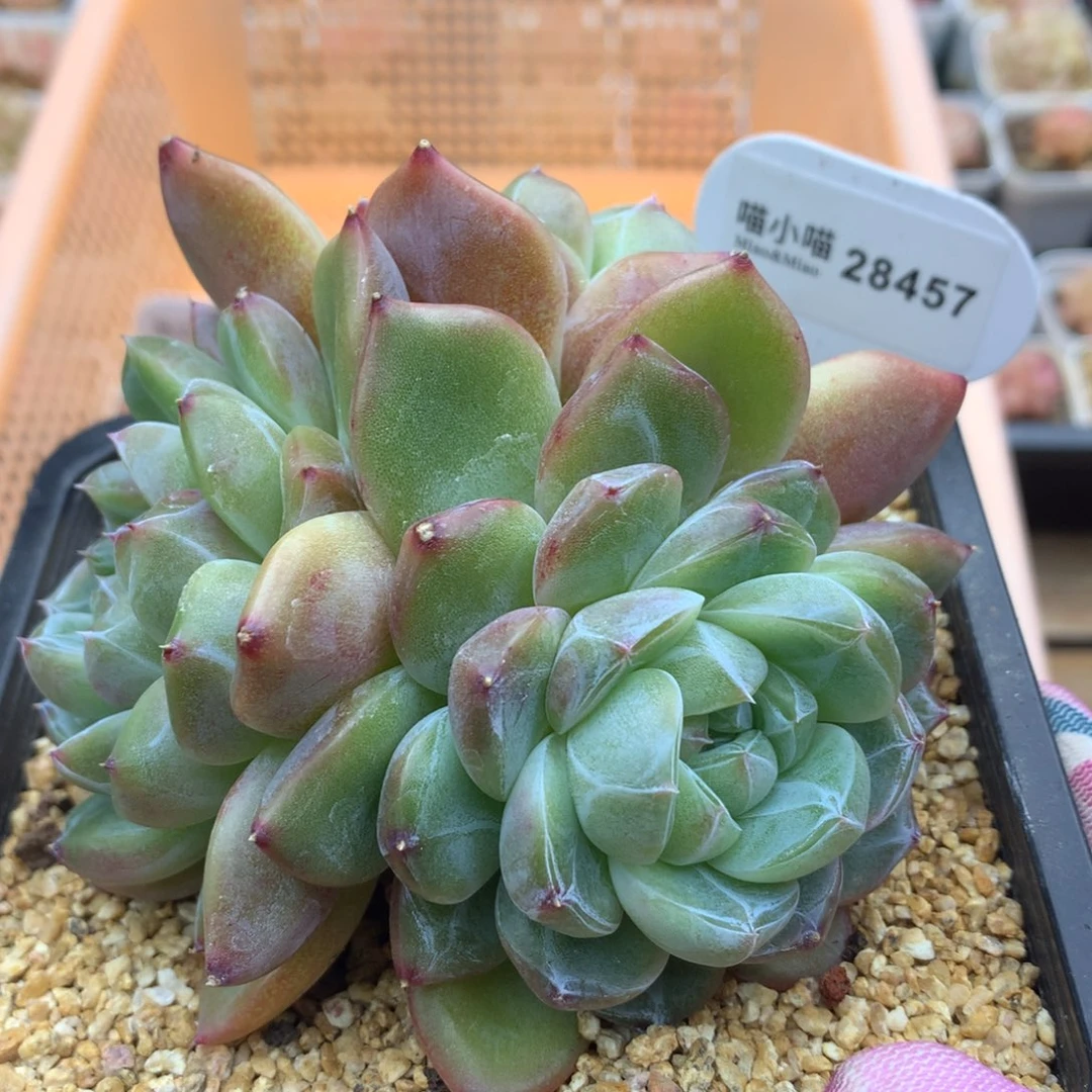 G***e多肉植物砖石珍妮