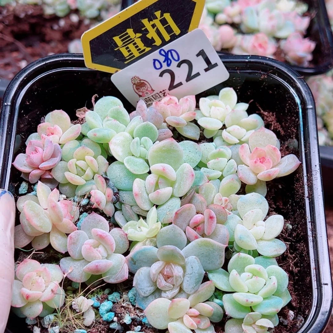 多肉植物多肉植物