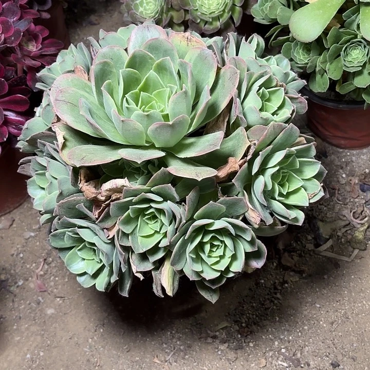 多肉植物玉龙观音锦10