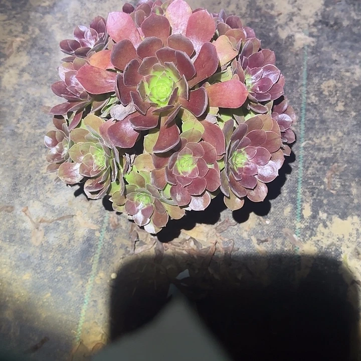 一物一拍多肉法师147