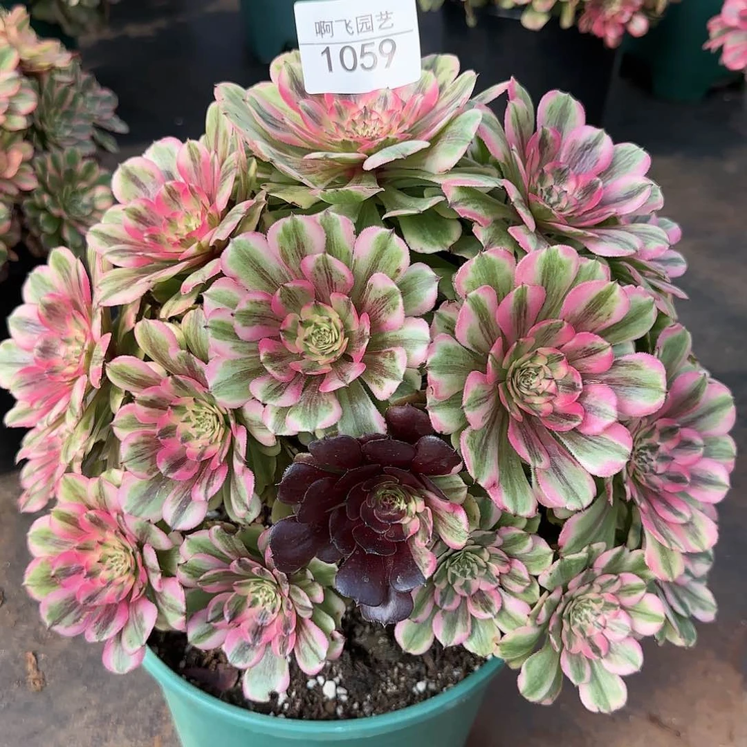 童****）1059多肉 绿琦寄养法师