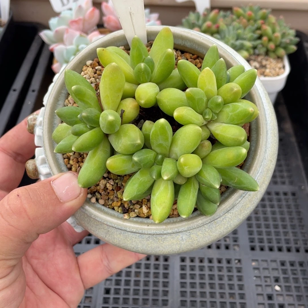 363千代田不带盆9厘米