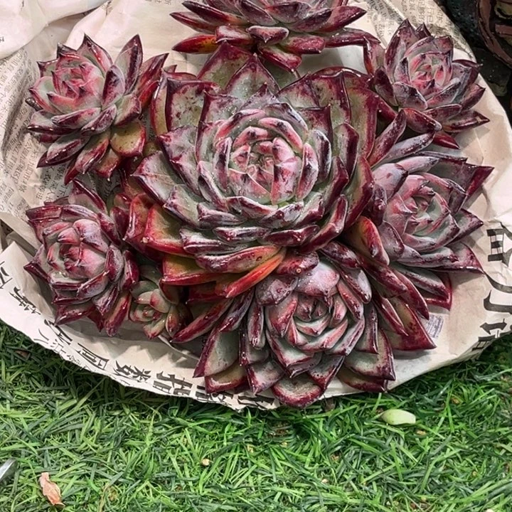 红陶喵****?喵姐卡