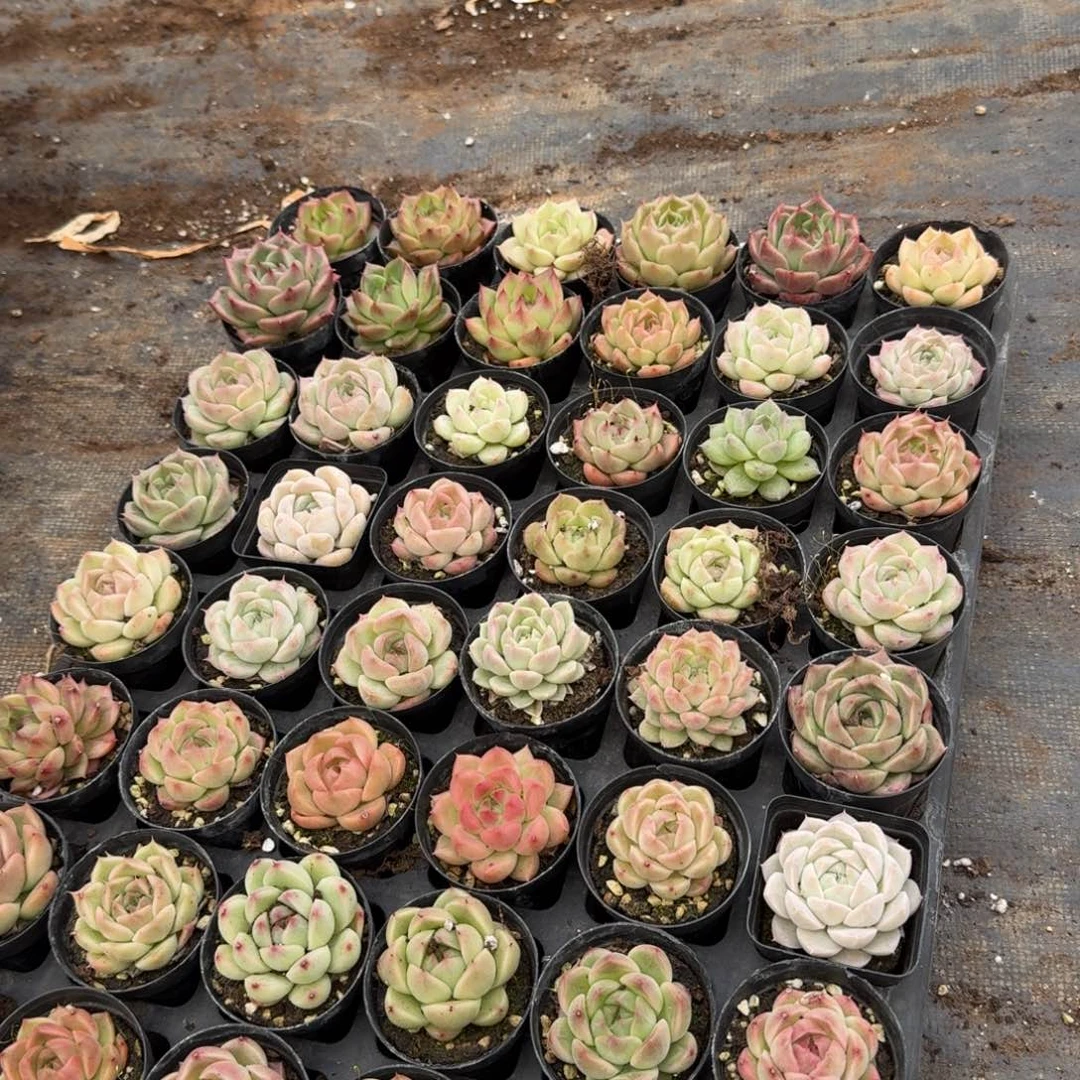 多肉杂交一物一拍23-36