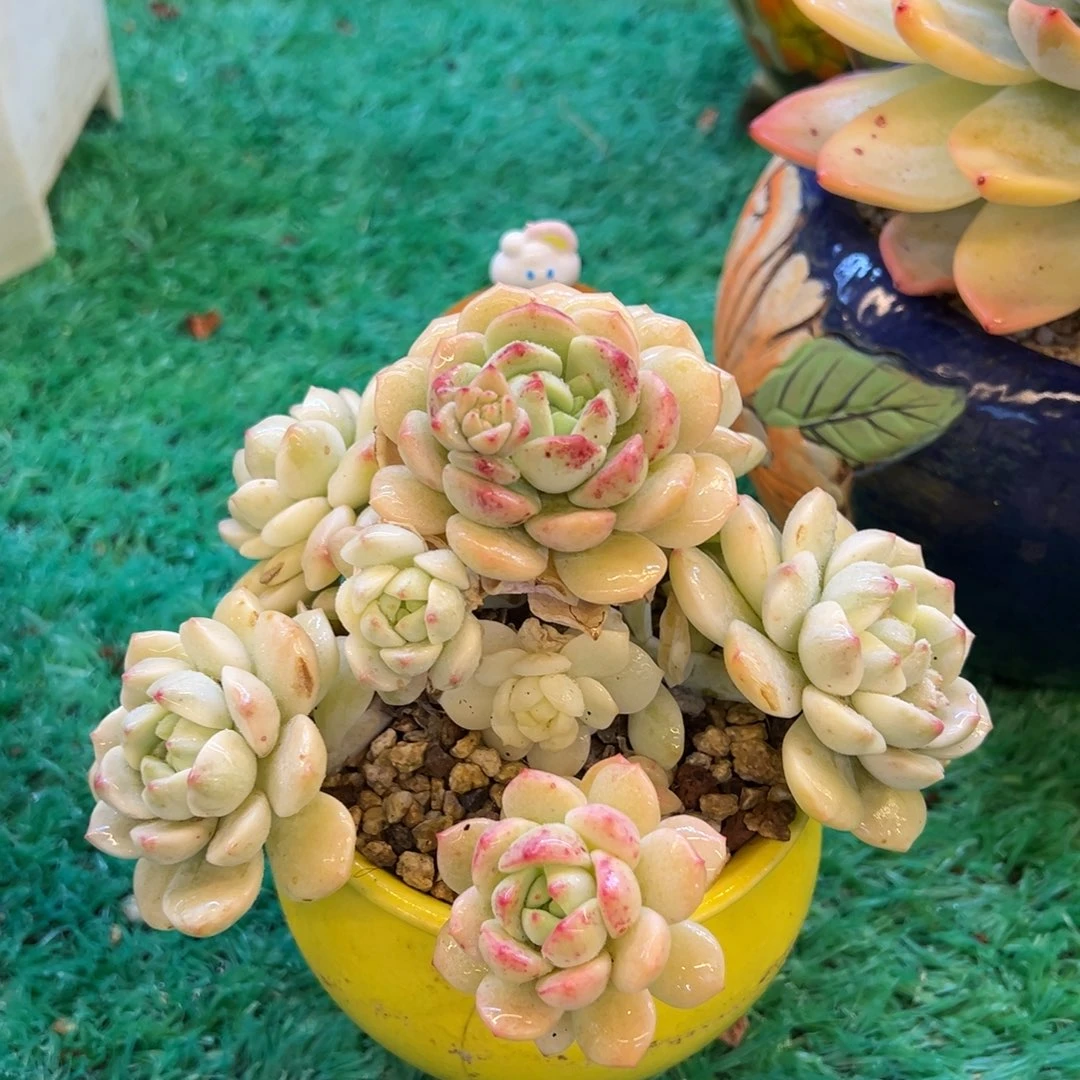 无花朵香草锦，，，，，，，，，，，，，，
