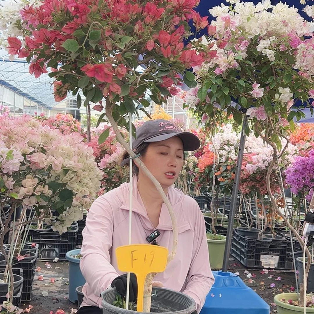 糊***涂大部分花苞少量开放F19酒红