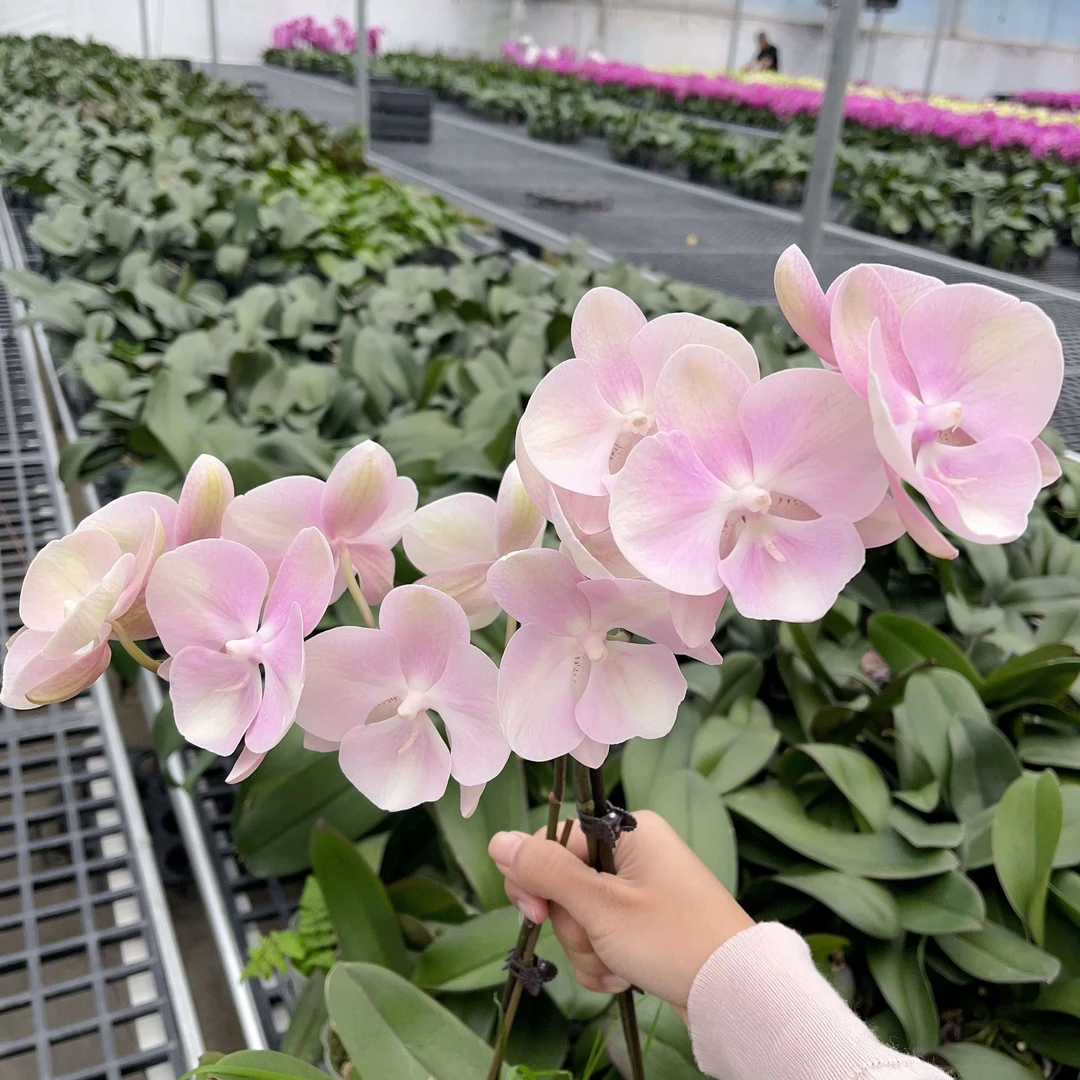 05【威尼斯】精美蝴蝶兰（花苞较多，介意勿拍）佛山基地批发直播次日达