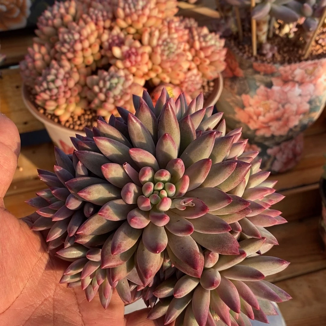 车厘子手捧花多肉