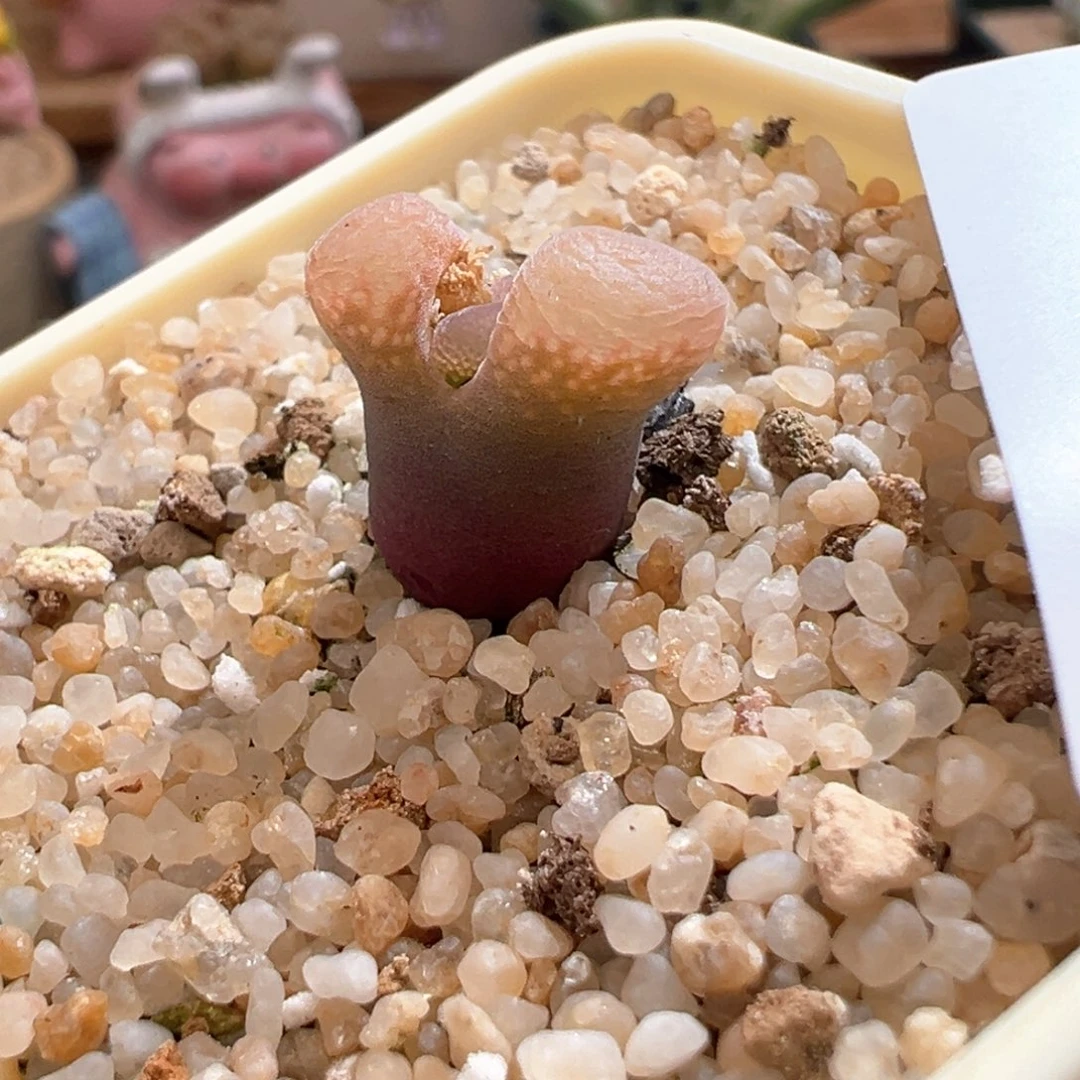 b****u458。下播福利。春见小母本