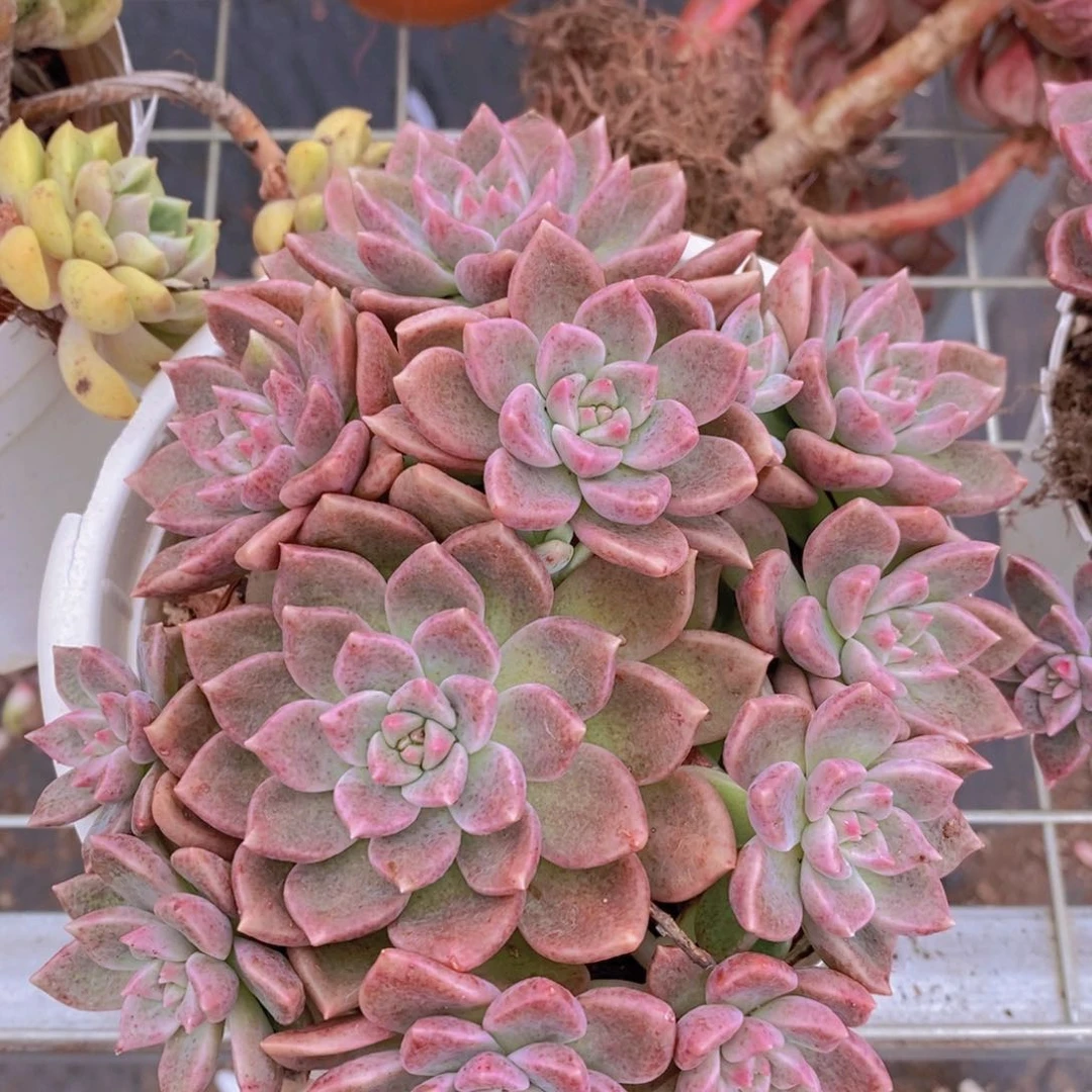 油漆桶多头群生老桩包红