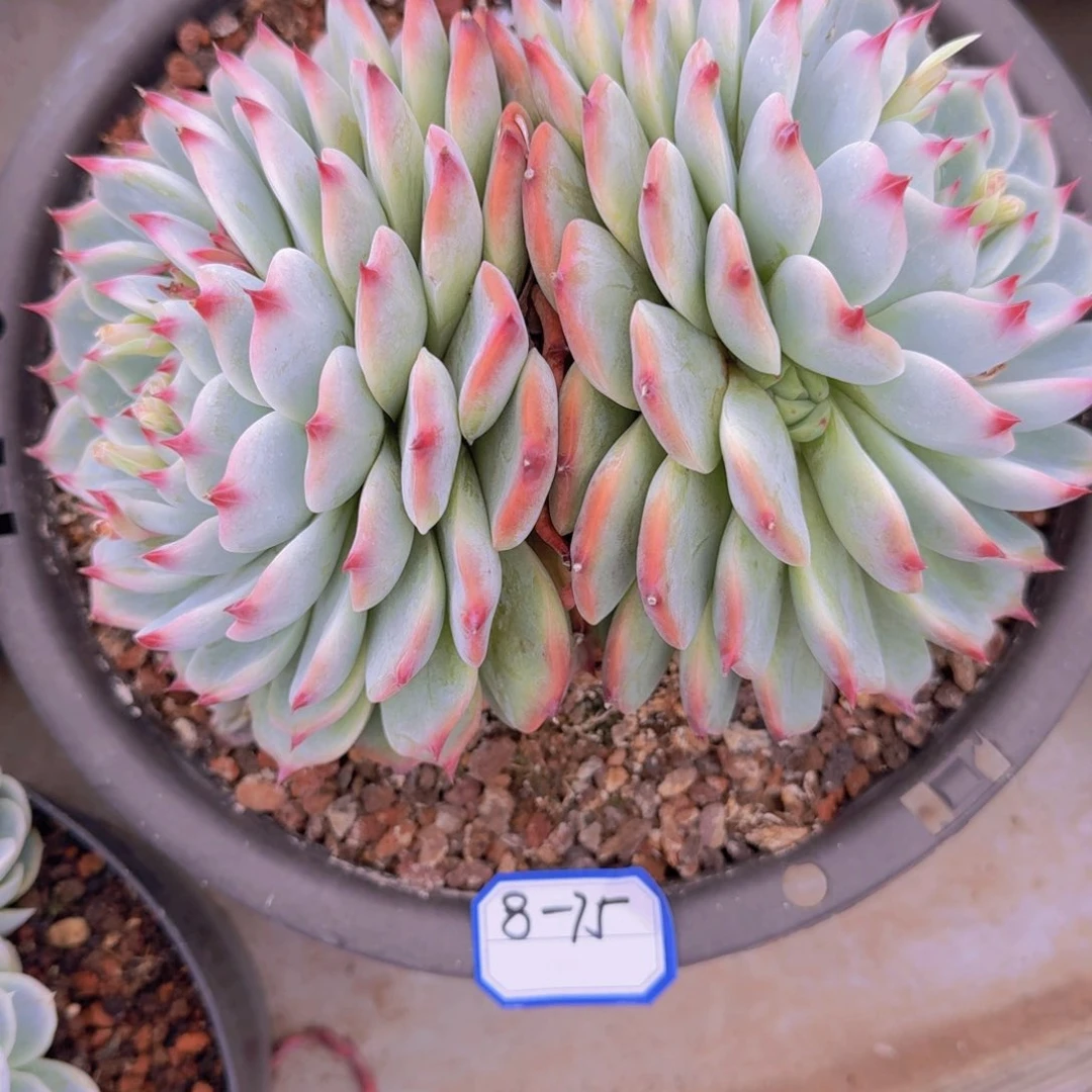 8-75吉娃娃凡艺多肉